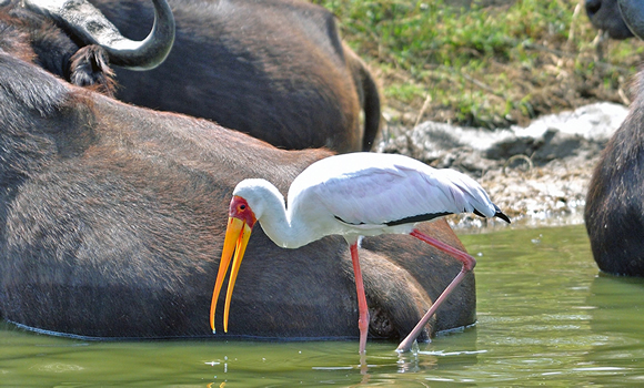 wildlife-safari-uganda
