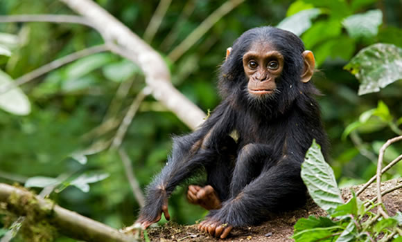 chimpanzee-kibale-forest